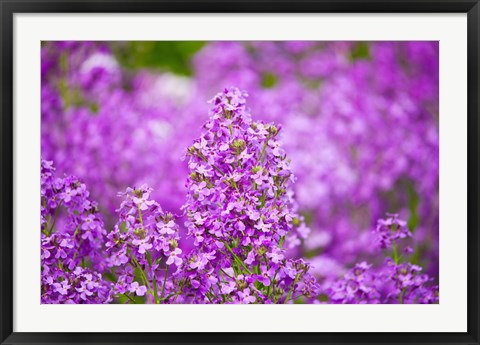 Framed Close-up of Pink Fireweed flowers, Ontario, Canada Print