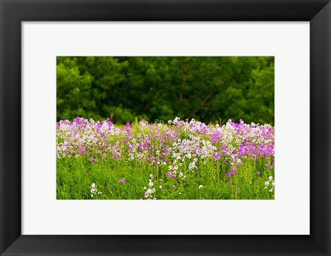 Framed Pink and white fireweed flowers, Ontario, Canada Print