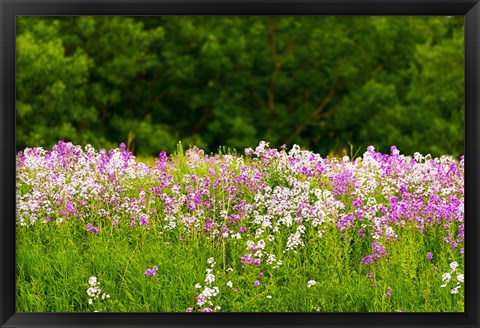 Framed Pink and white fireweed flowers, Ontario, Canada Print