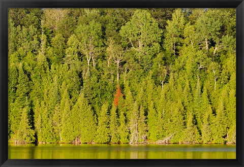 Framed Trees at the lakeside, Lake Muskoka, Ontario, Canada Print