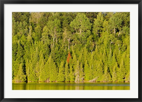 Framed Trees at the lakeside, Lake Muskoka, Ontario, Canada Print