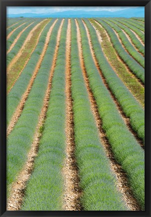 Framed Rows of Lavender, Provence-Alpes-Cote d&#39;Azur, France Print