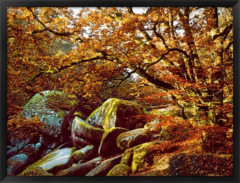 Framed Trees with Granite Rocks at Huelgoat forest in autumn, Finistere, Brittany, France Print