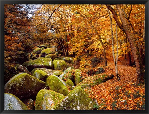 Framed Autumn Trees with Granite Rocks, Huelgoat forest, Finistere, Brittany, France Print