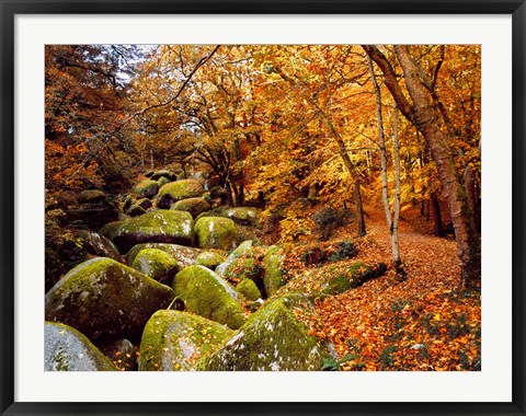 Framed Autumn Trees with Granite Rocks, Huelgoat forest, Finistere, Brittany, France Print