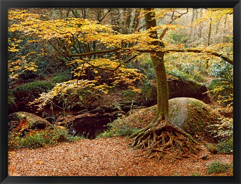 Framed Huelgoat Forest Covered in Autumn Leaves, Finistere, Brittany, France Print