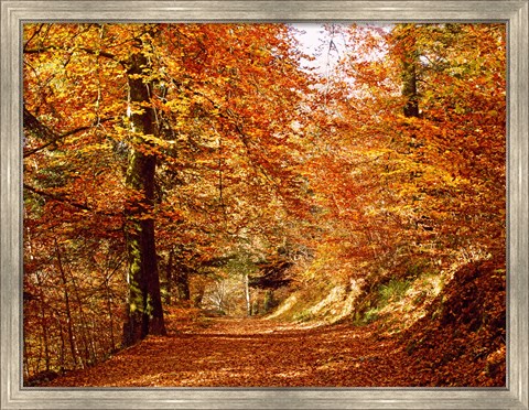 Framed Trees at Huelgoat forest in autumn, Finistere, Brittany, France Print