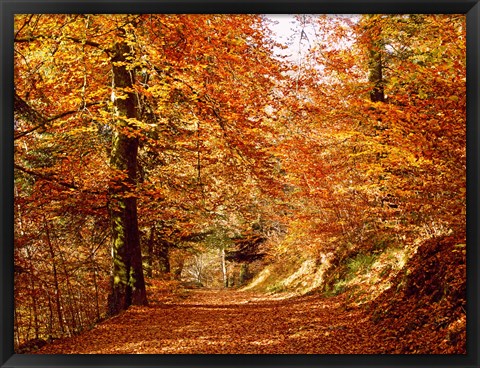 Framed Trees at Huelgoat forest in autumn, Finistere, Brittany, France Print