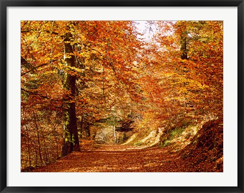 Framed Trees at Huelgoat forest in autumn, Finistere, Brittany, France Print