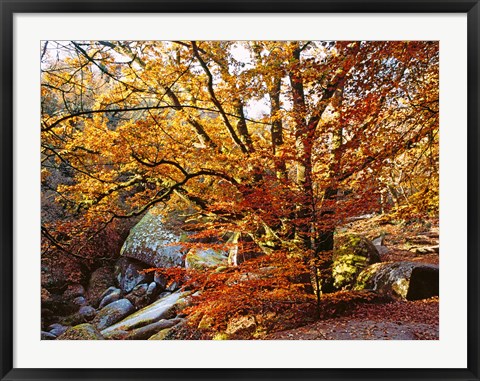 Framed Autumn in Huelgoat Forest, Brittany, France Print