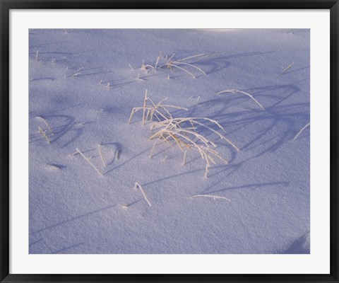 Framed Snow covered grass on South Rim, Crater Lake National Park, Oregon, USA Print