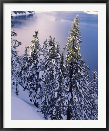 Framed Snow Covered Trees at South Rim, Crater Lake National Park, Oregon Print