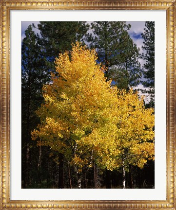 Framed Aspen and Ponderosa pine trees in autumn, Crater Lake National Park, Oregon, USA Print