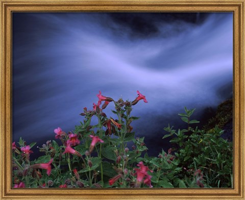 Framed Flowers on Plants, Castle Crest Wildflower Garden Trail, Munson Creek, Crater Lake National Park, Oregon Print