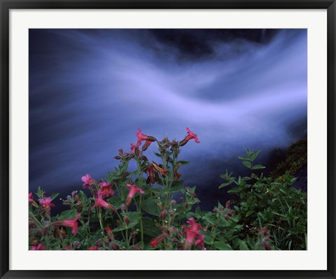 Framed Flowers on Plants, Castle Crest Wildflower Garden Trail, Munson Creek, Crater Lake National Park, Oregon Print