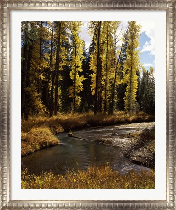 Framed Cottonwood trees along Annie Creek Canyon Trail, Crater Lake National Park, Oregon, USA Print