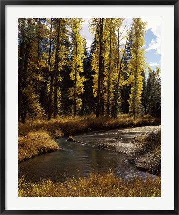 Framed Cottonwood trees along Annie Creek Canyon Trail, Crater Lake National Park, Oregon, USA Print