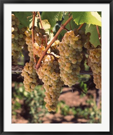 Framed Chardonnay Grapes, California Print