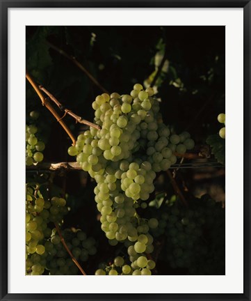 Framed Grapes in a Viineyard, Carneros Region, California Print