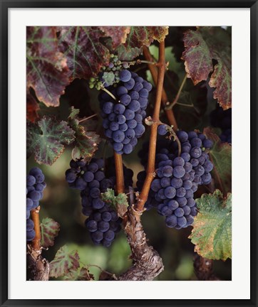 Framed Purple Grapes, Wine Country, California Print