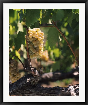 Framed Chardonnay Grapes in Vineyard, Carneros Region, California Print