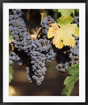 Framed Cabernet Sauvignon Grapes, Wine Country, California Print