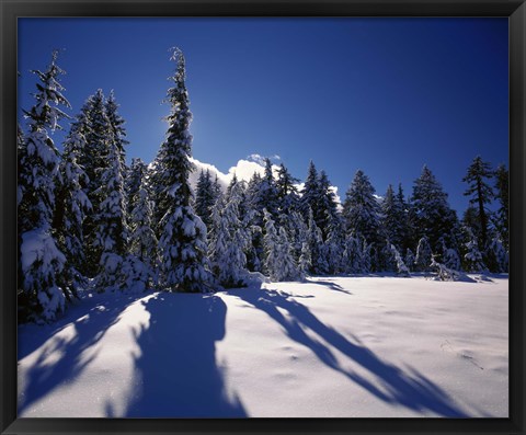 Framed Sunrise through snow covered fir trees at South Rim, Crater Lake National Park, Oregon, USA Print