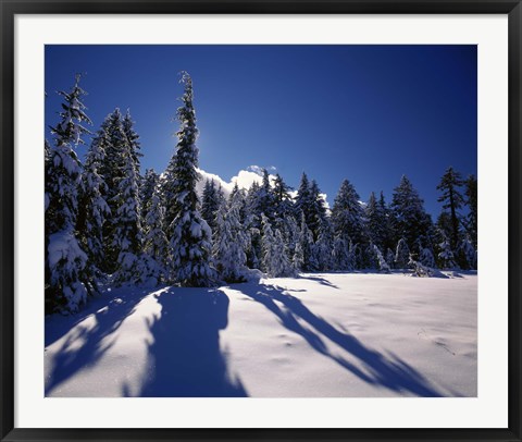 Framed Sunrise through snow covered fir trees at South Rim, Crater Lake National Park, Oregon, USA Print