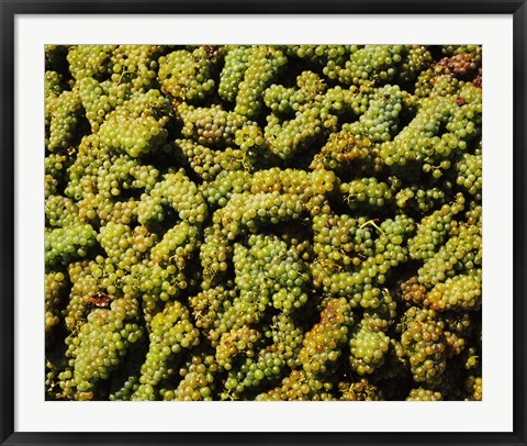 Framed Grapes in a vineyard, Domaine Carneros Winery, Sonoma Valley, California, USA Print