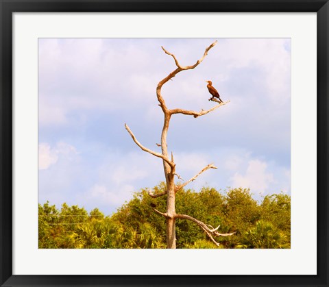 Framed Low angle view of a Cormorant (Phalacrocorax carbo) on a tree, Boynton Beach, Florida, USA Print