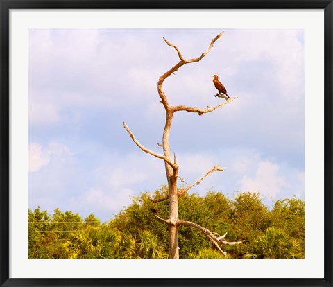 Framed Low angle view of a Cormorant (Phalacrocorax carbo) on a tree, Boynton Beach, Florida, USA Print