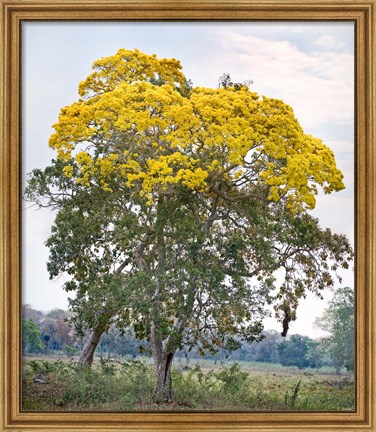 Framed Trees in a field, Three Brothers River, Meeting of the Waters State Park, Pantanal Wetlands, Brazil Print