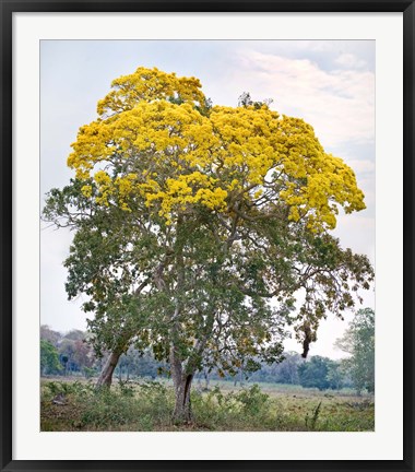 Framed Trees in a field, Three Brothers River, Meeting of the Waters State Park, Pantanal Wetlands, Brazil Print