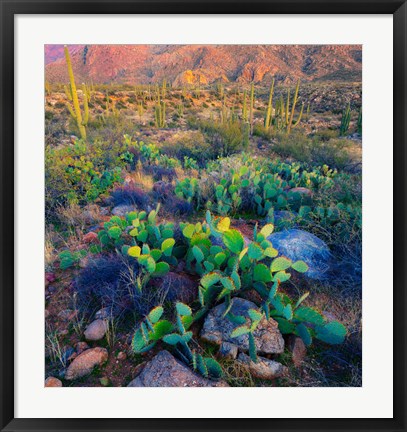 Framed Prickly pear and saguaro cacti, Santa Catalina Mountains, Oro Valley, Arizona, USA Print