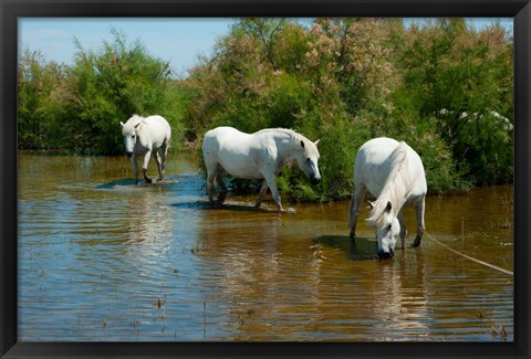 Framed Three Camargue white horses in a lagoon,  Camargue, Saintes-Maries-De-La-Mer, Provence-Alpes-Cote d&#39;Azur, France Print