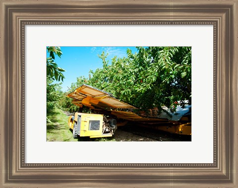 Framed Mechanical Harvester dislodging Cherries into large plastic tub, Provence-Alpes-Cote d&#39;Azur, France Print