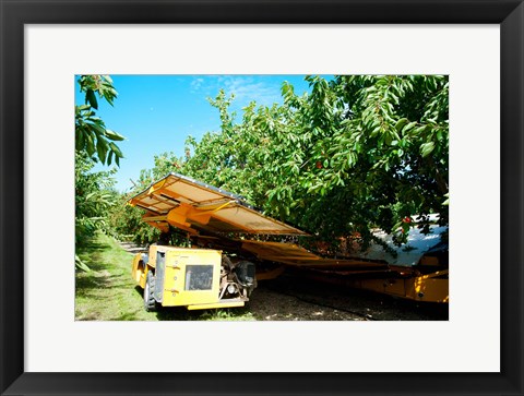 Framed Mechanical Harvester dislodging Cherries into large plastic tub, Provence-Alpes-Cote d&#39;Azur, France Print