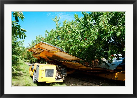 Framed Mechanical Harvester dislodging Cherries into large plastic tub, Provence-Alpes-Cote d&#39;Azur, France Print