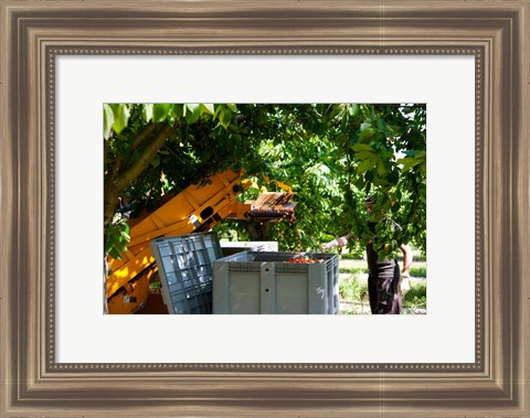 Framed Cherry Harvester, Cucuron, Vaucluse, Provence-Alpes-Cote d&#39;Azur, France Print