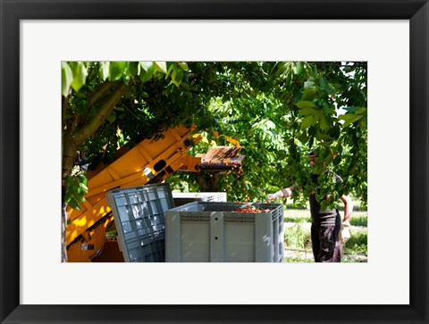 Framed Cherry Harvester, Cucuron, Vaucluse, Provence-Alpes-Cote d&#39;Azur, France Print