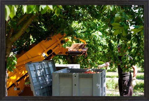 Framed Cherry Harvester, Cucuron, Vaucluse, Provence-Alpes-Cote d&#39;Azur, France Print