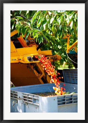 Framed Harvesting Cherries, Cucuron, Vaucluse, Provence-Alpes-Cote d&#39;Azur, France Print