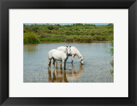 Framed Two Camargue White Horses in a Lagoon, Camargue, Saintes-Maries-De-La-Mer, Provence-Alpes-Cote d&#39;Azur, France (horizontal) Print