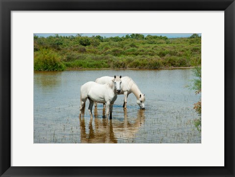 Framed Two Camargue White Horses in a Lagoon, Camargue, Saintes-Maries-De-La-Mer, Provence-Alpes-Cote d&#39;Azur, France (horizontal) Print