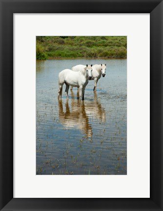 Framed Two Camargue White Horses in a Lagoon, Camargue, Saintes-Maries-De-La-Mer, Provence-Alpes-Cote d&#39;Azur, France (vertical) Print