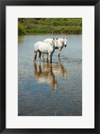 Framed Two Camargue White Horses in a Lagoon, Camargue, Saintes-Maries-De-La-Mer, Provence-Alpes-Cote d&#39;Azur, France (vertical) Print