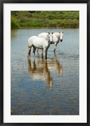 Framed Two Camargue White Horses in a Lagoon, Camargue, Saintes-Maries-De-La-Mer, Provence-Alpes-Cote d&#39;Azur, France (vertical) Print