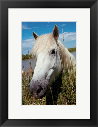 Framed Close up of White Camargue Horse, Camargue, Saintes-Maries-De-La-Mer, Provence-Alpes-Cote d&#39;Azur, France Print