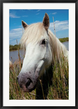 Framed Close up of White Camargue Horse, Camargue, Saintes-Maries-De-La-Mer, Provence-Alpes-Cote d&#39;Azur, France Print