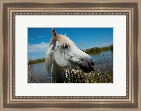 Framed White Camargue Horse with Head over Fence, Camargue, Saintes-Maries-De-La-Mer, Provence-Alpes-Cote d&#39;Azur, France Print